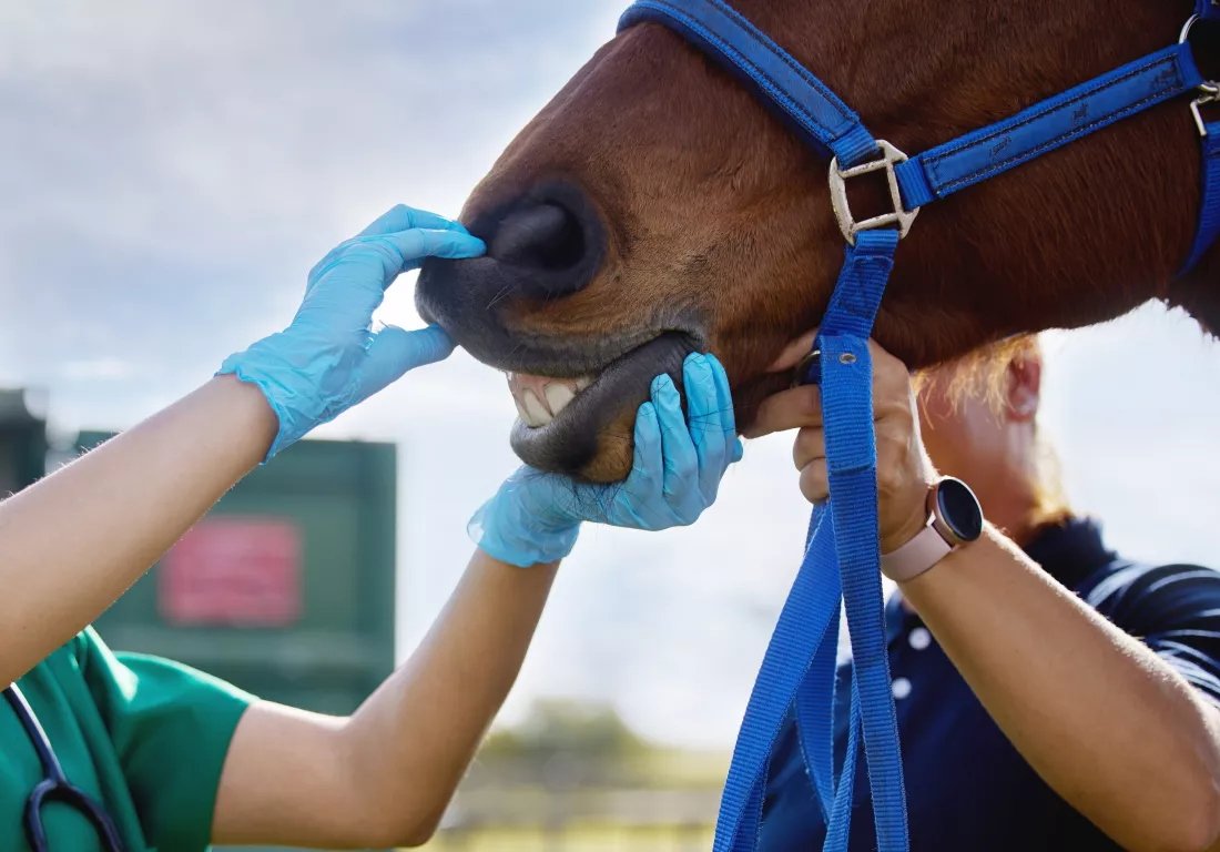 vet-hand-horse-with-mouth-outdoor-dental-examination-teeth-hygiene-gum-health-healthcare-people-doctor-equine-animal-jaw-inspection-nutrition-impact-service-farm